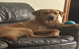 Labrador Retriever dogs for sale: One Beautiful Black Labrador Puppy Available - Image 13