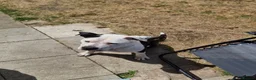 American Bulldog dogs for sale: American bulldog in Sheffield - Advert 2