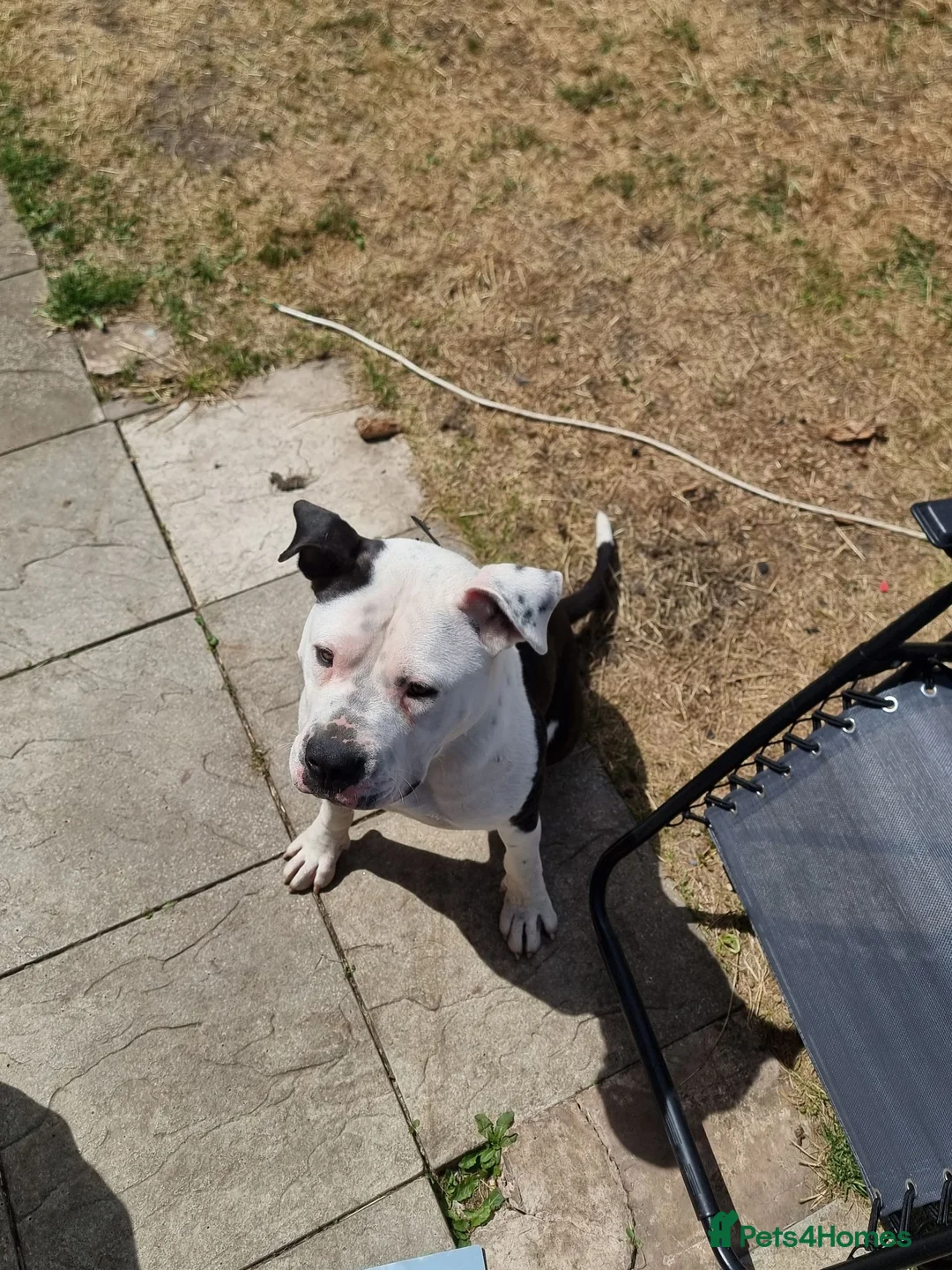 American Bulldog dogs for sale: American bulldog in Sheffield - Advert 2