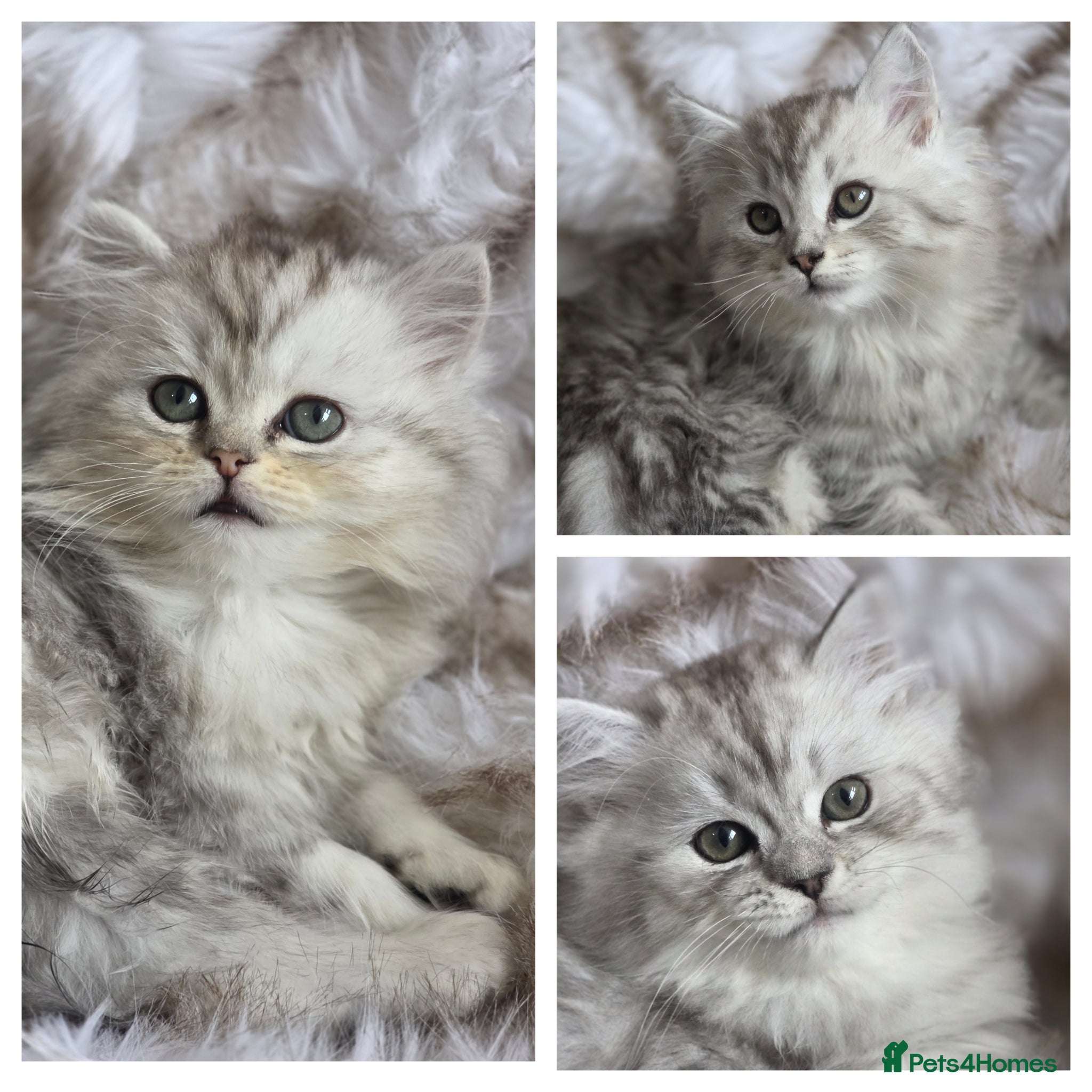 Persian cats Persian kittens  - Advert 1
