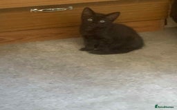 Mixed Breed cats for sale: Kittens for sale  - Image 4