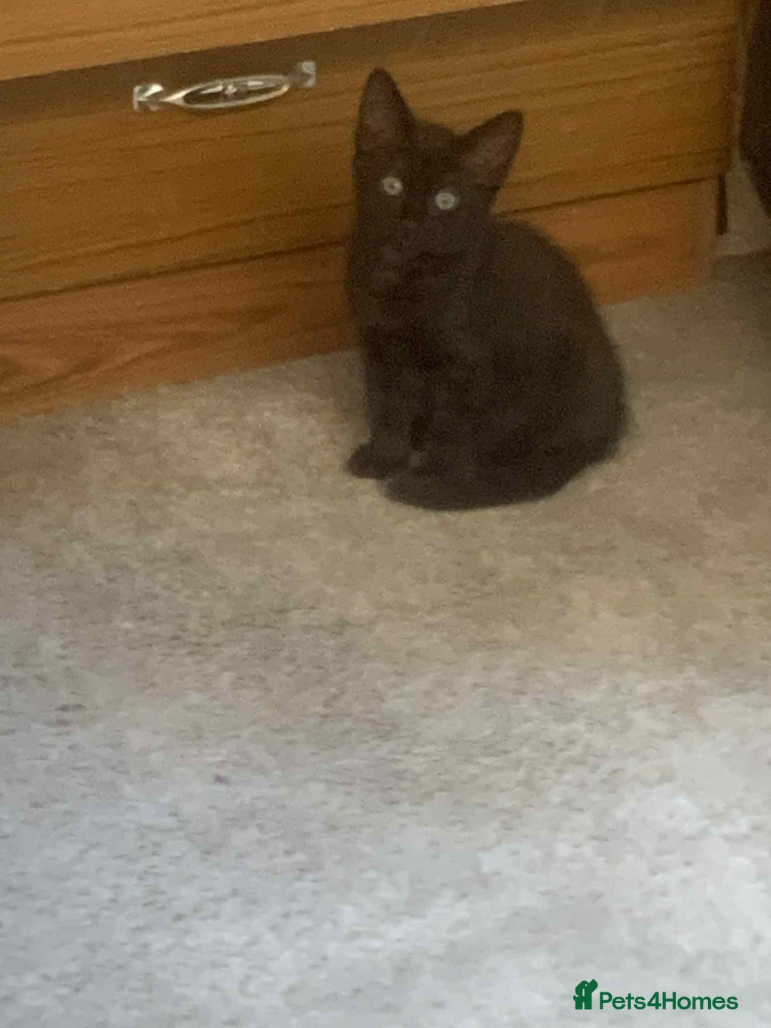 Mixed Breed cats for sale: Kittens for sale  - Image 4