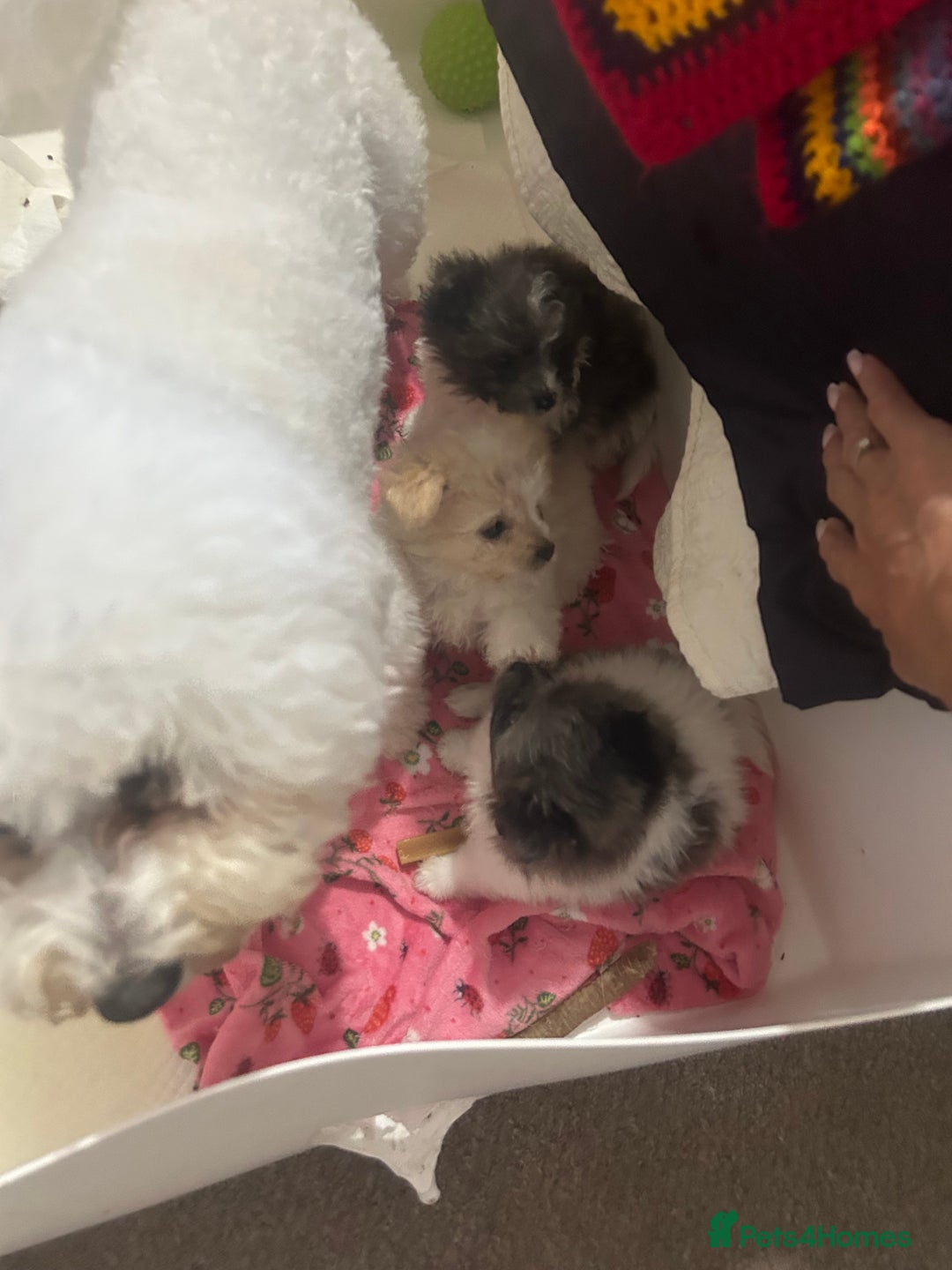 Mixed Breed dogs for sale: Beautiful Pomachons  - Image 14
