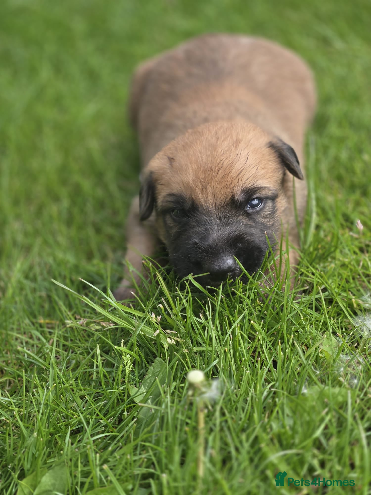 Mixed Breed dogs Lurcher puppies - Advert 1