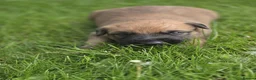 Mixed Breed dogs for sale: Lurcher puppies - Advert 1