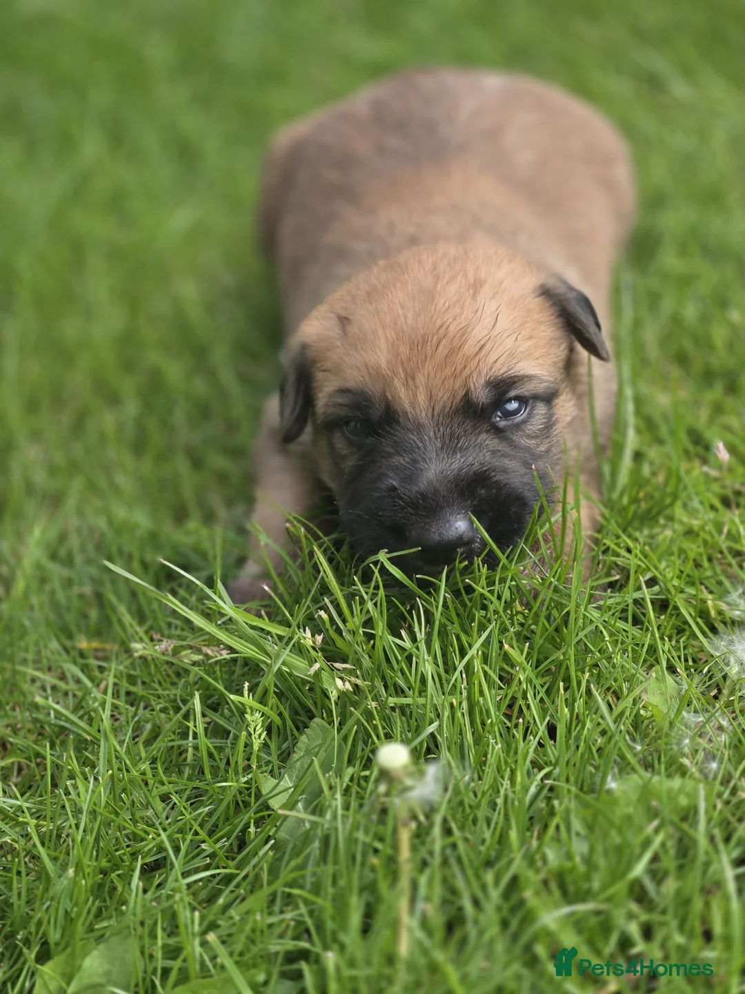 Mixed Breed dogs for sale: Lurcher puppies - Advert 1