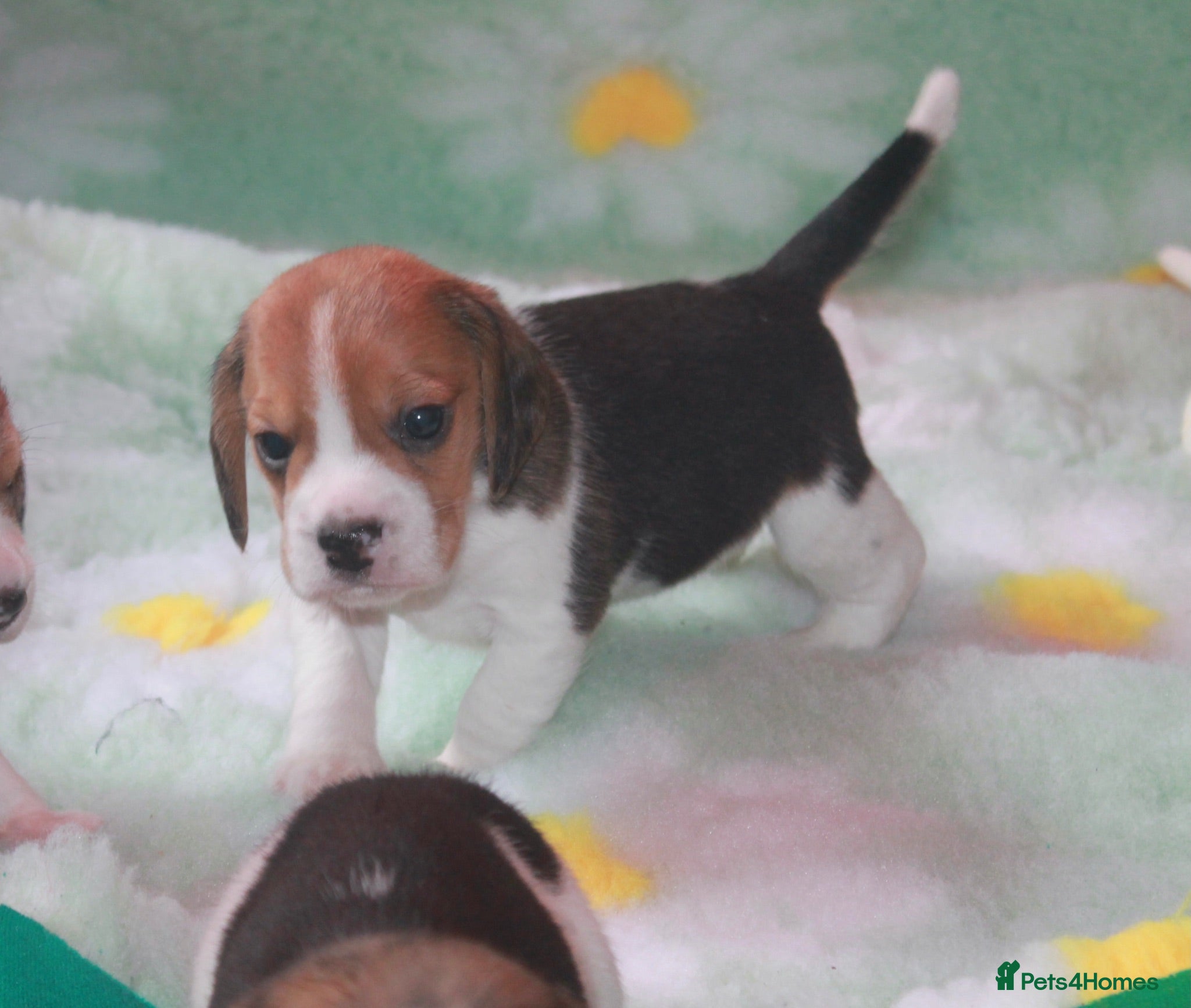 Beagle dogs KENNEL CLUB REG BEAGLE GIRL PUPPIES - Advert 2
