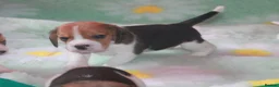 Beagle dogs for sale: KENNEL CLUB REG BEAGLE GIRL PUPPIES - Advert 4