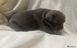 Staffordshire Bull Terrier dogs for sale: KC reg blue staffordshire bull terrier - Image 11