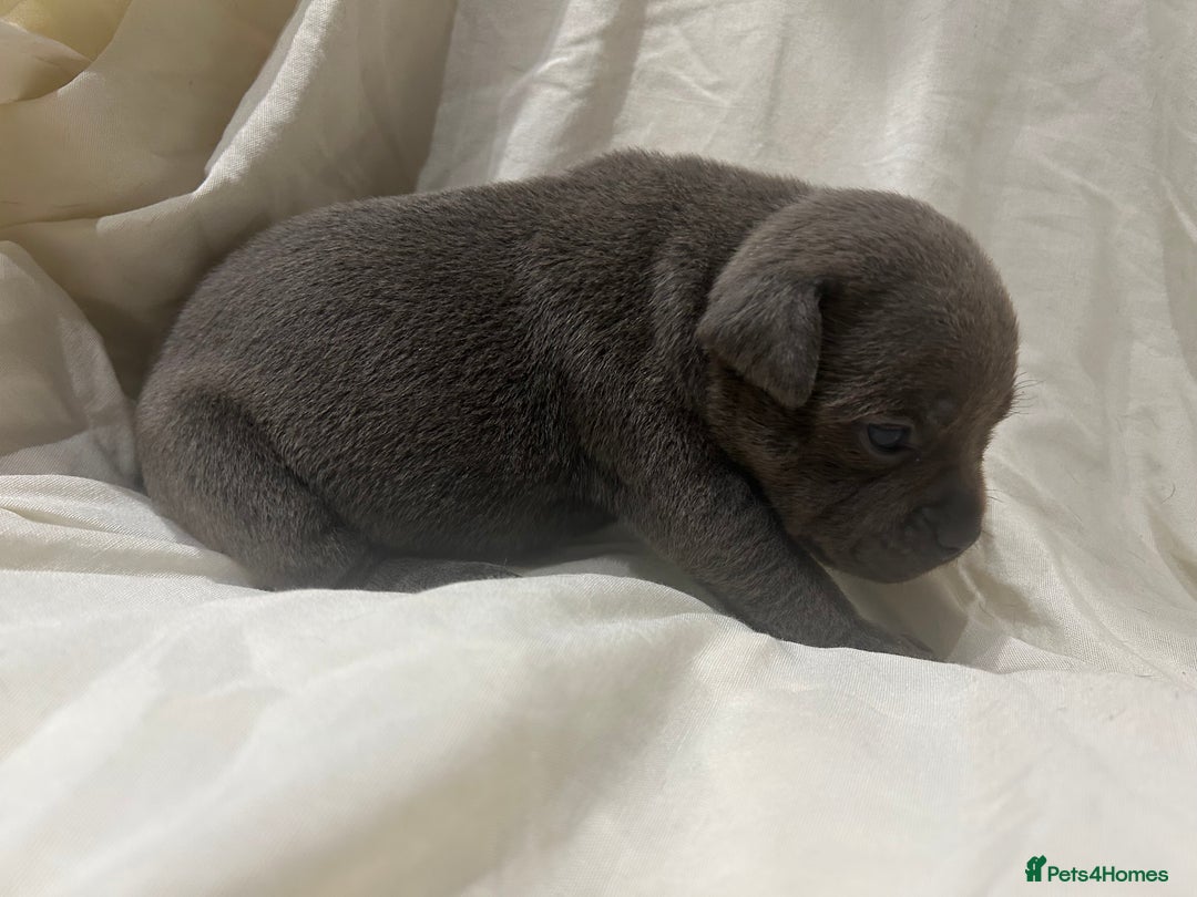 Staffordshire Bull Terrier dogs for sale: KC reg blue staffordshire bull terrier - Image 11