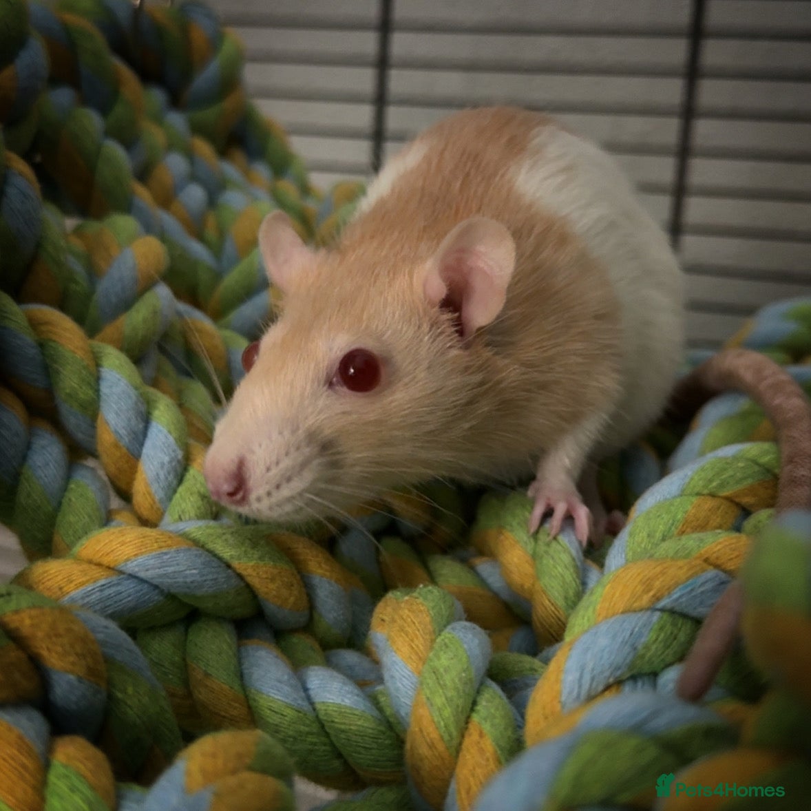 Rat rodents 4 Friendly Female Rats - Advert 4