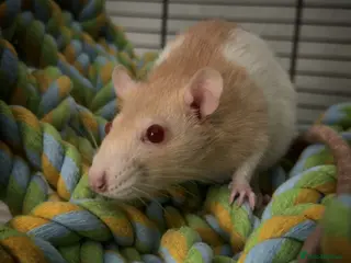Rat rodents 4 Friendly Female Rats - Advert 4