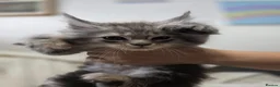 Maine Coon cats for sale: 🐾 Beautiful Maine Coon Kittens 🐾 - Advert 23
