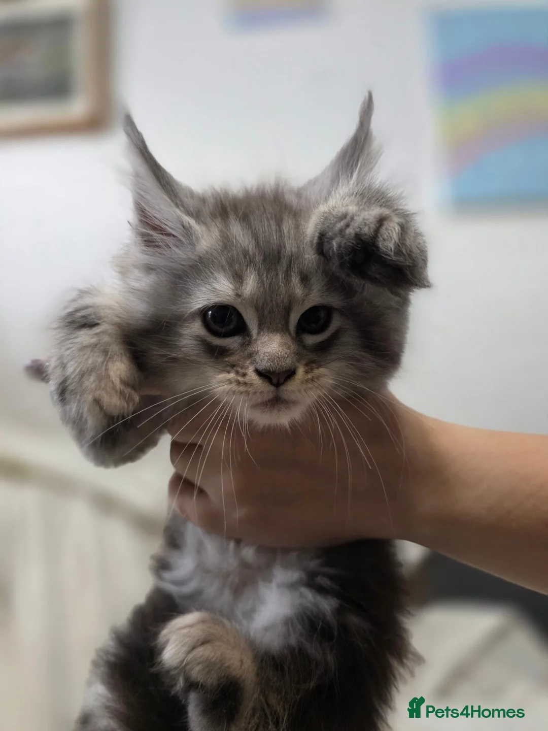 Maine Coon cats for sale: 🐾 Beautiful Maine Coon Kittens 🐾 - Advert 23