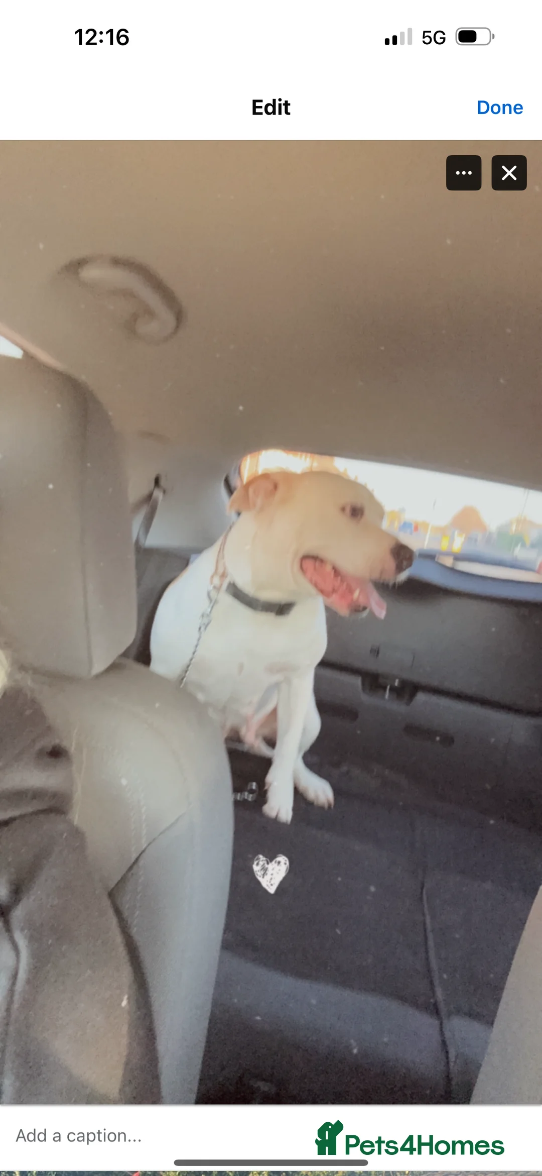 American Bulldog dogs for sale: REHOMING -Lucky  - Advert 3