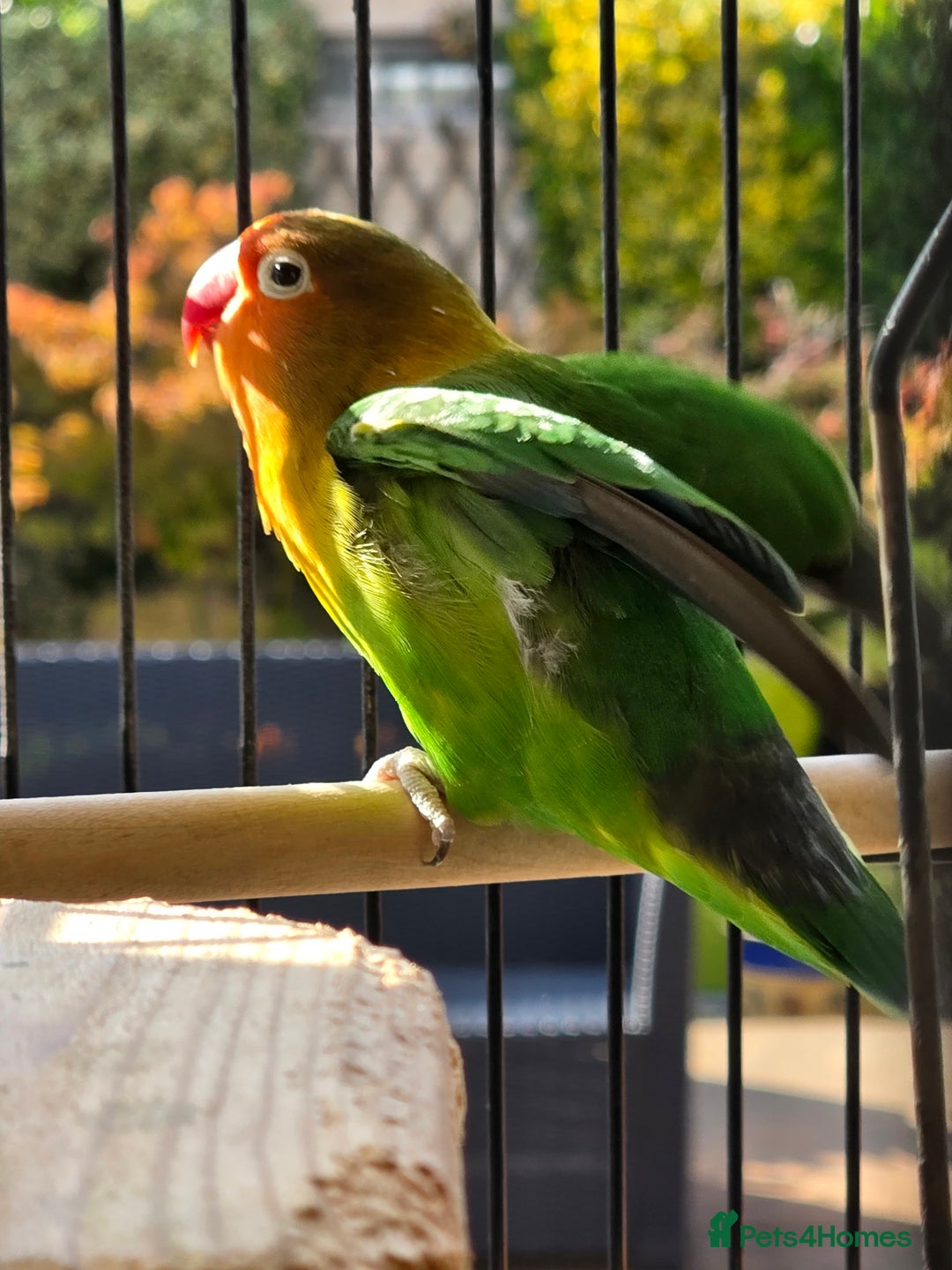 Lovebirds birds for sale: Mango  - Image 2