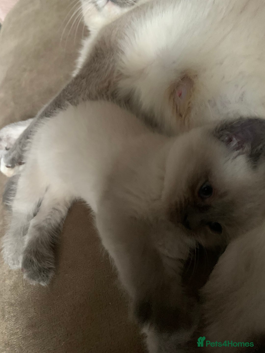 Persian cats for sale: cute 9wk old adorable bundle of joy Persian kitten - Advert 32