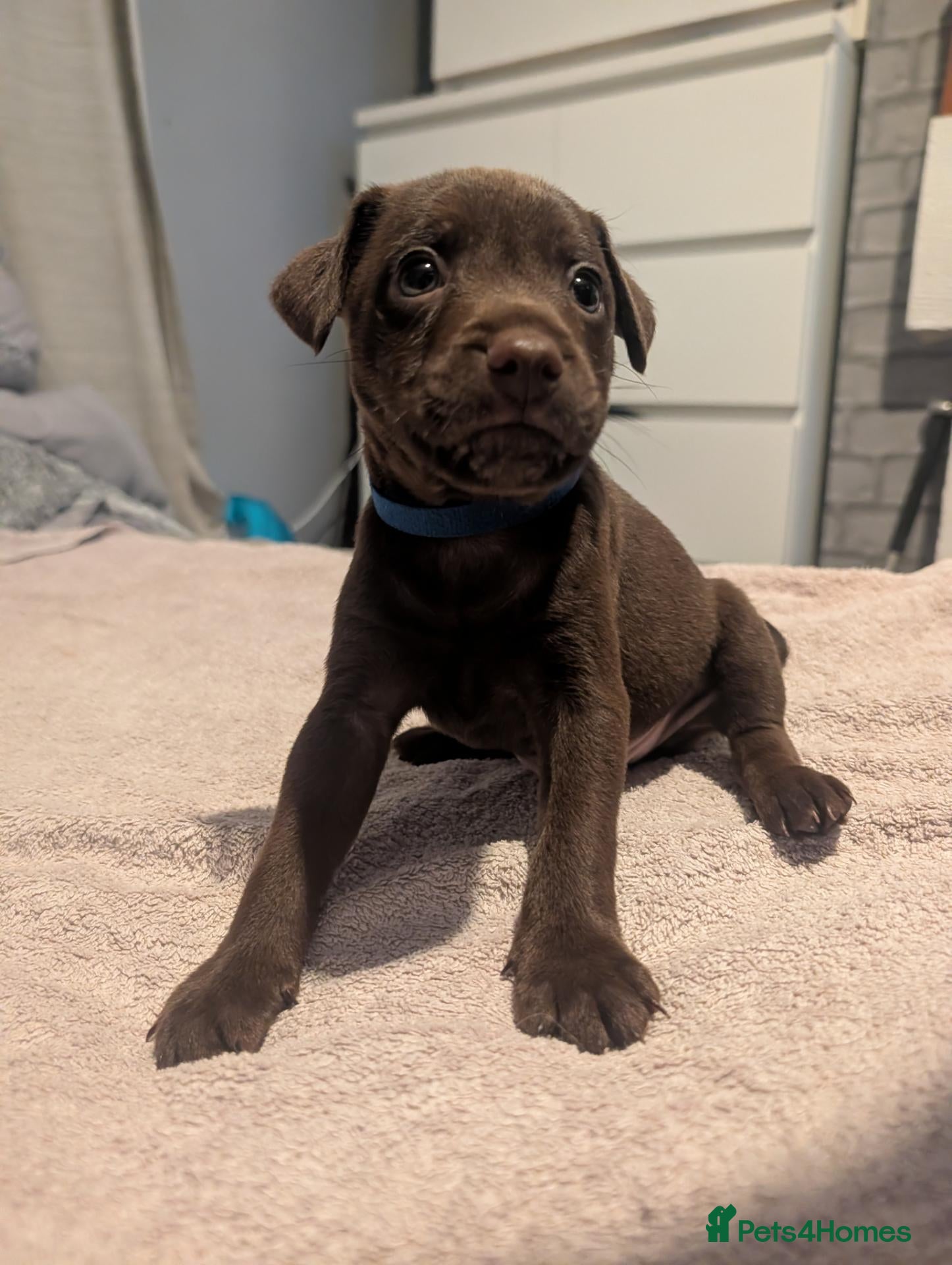 Patterdale Terrier dogs for sale: Patterdale puppies (READY NOW) - Advert 3