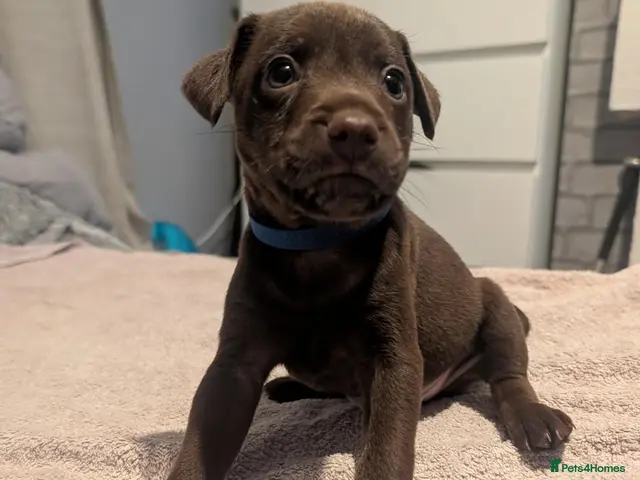 Patterdale Terrier dogs for sale: Patterdale puppies (READY NOW) - Advert 3