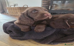 Cocker Spaniel dogs for sale: 🤎 beautiful KC working cocker spaniels🤎 - Advert 6