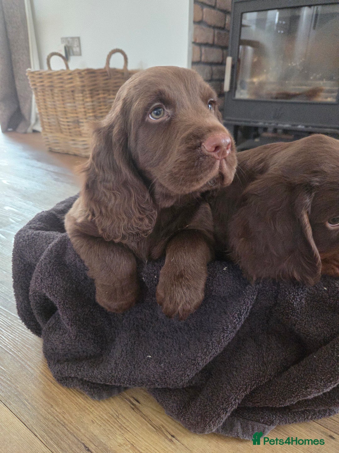 Cocker Spaniel dogs for sale: 🤎 beautiful KC working cocker spaniels🤎 - Advert 6