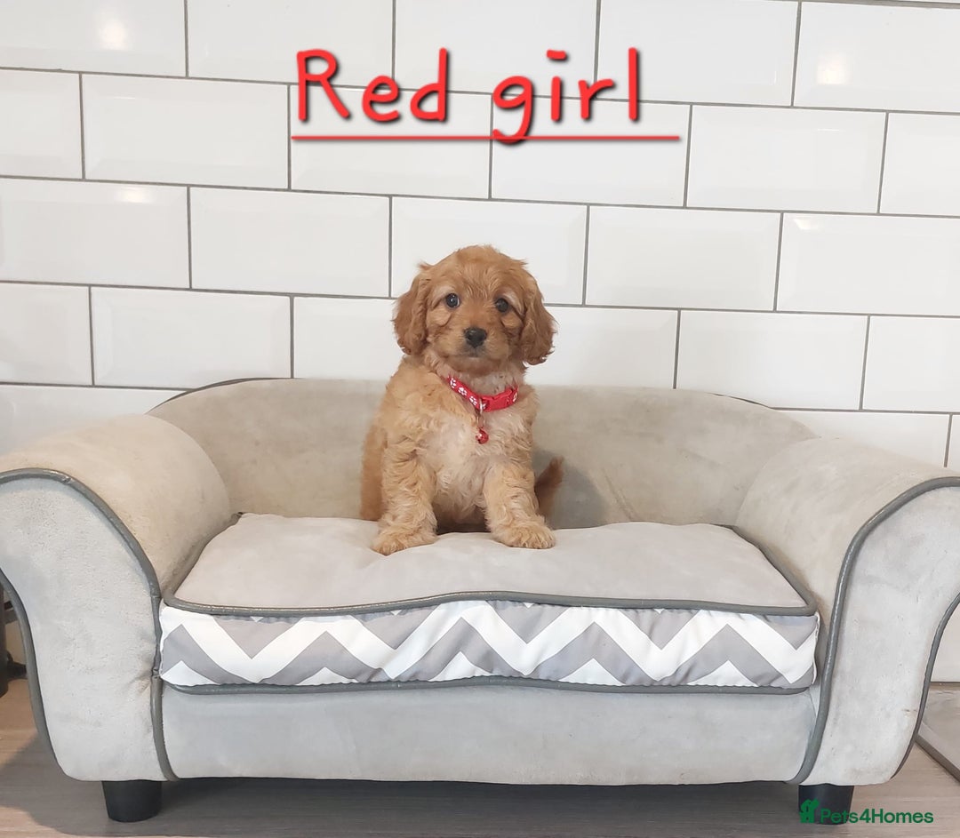 Cavapoo dogs for sale: Cavapoo F1 puppies  - Image 11