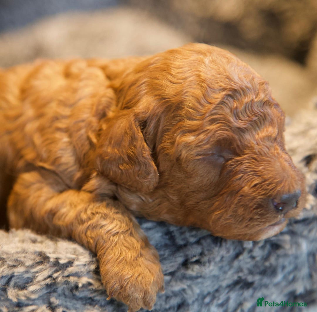 Cavapoo dogs for sale: Gorgeous F1B Fox Red Cavapoo Puppies - Image 6