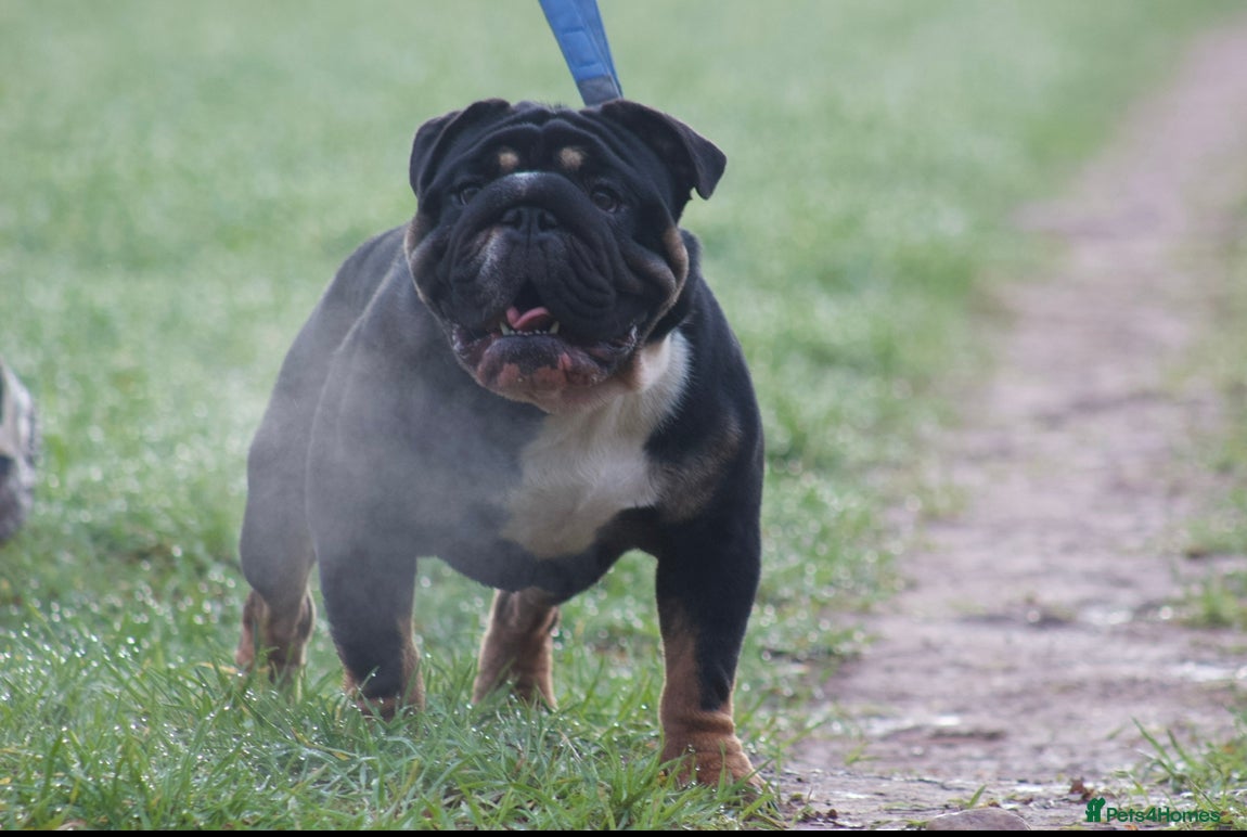 English Bulldog dogs English bulldog stud  - Advert 1