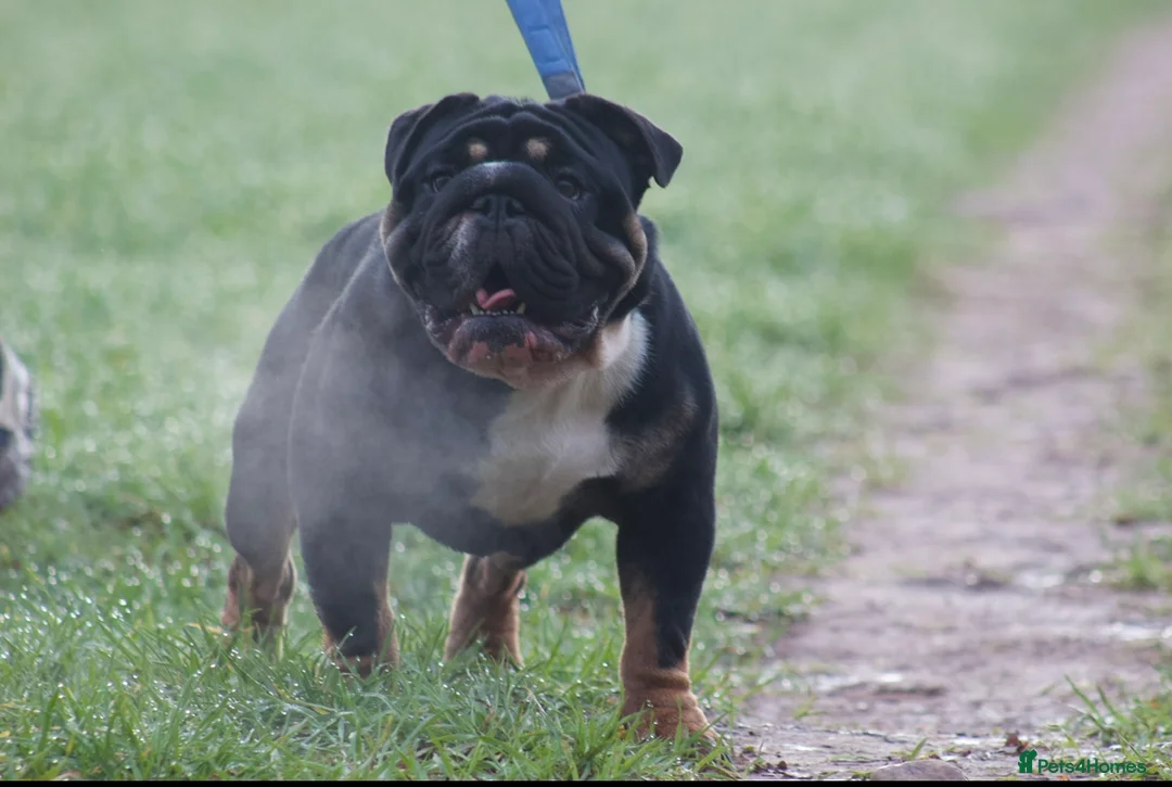 English Bulldog dogs for stud: English bulldog stud  - Advert 1