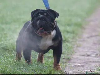 English Bulldog dogs English bulldog stud - Advert 1