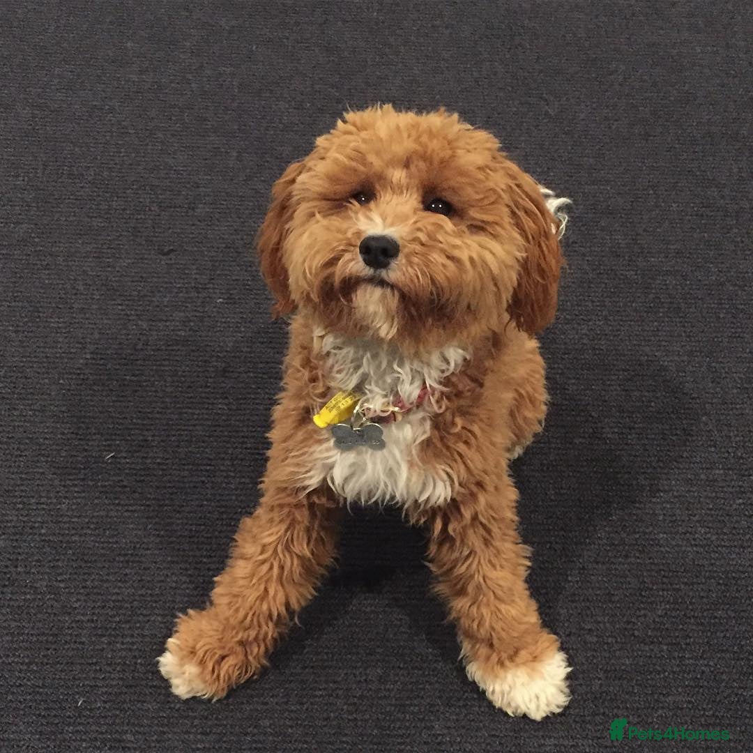 Cavapoo dogs for sale: Beautiful Cavoodle Puppy For Rehome - Image 4