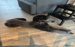 Standard Poodle dogs for sale: Standard poodle  - Image 3