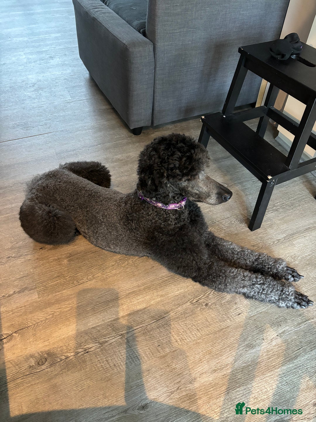 Standard Poodle dogs for sale: Standard poodle  - Image 3