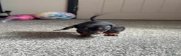 Miniature Dachshund dogs for sale: 2 pups left!  🐾 KC Miniature Dachshund Puppies 🐾 - Advert 2