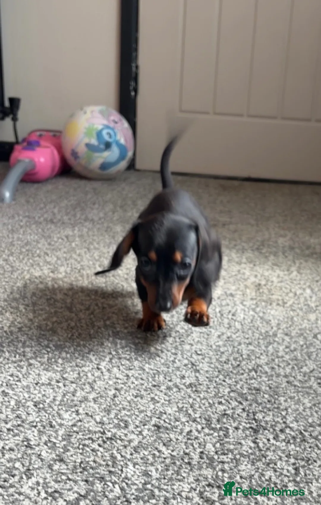 Miniature Dachshund dogs for sale: 2 pups left!  🐾 KC Miniature Dachshund Puppies 🐾 - Advert 2
