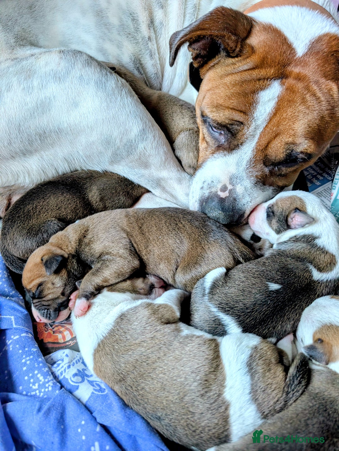 Mixed Breed dogs for sale: Staffy X pups  - Advert 16