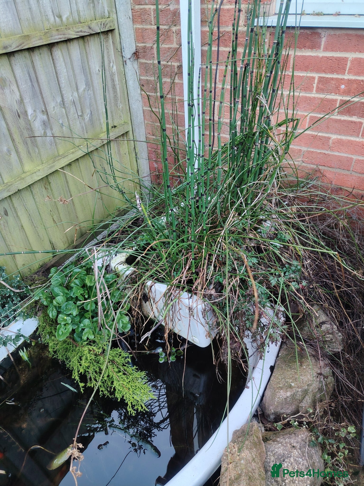 Fancy Goldfish fish  Pond Repurposed corner bath - Advert 3