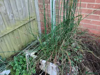 Fancy Goldfish fish Pond Repurposed corner bath - Advert 3
