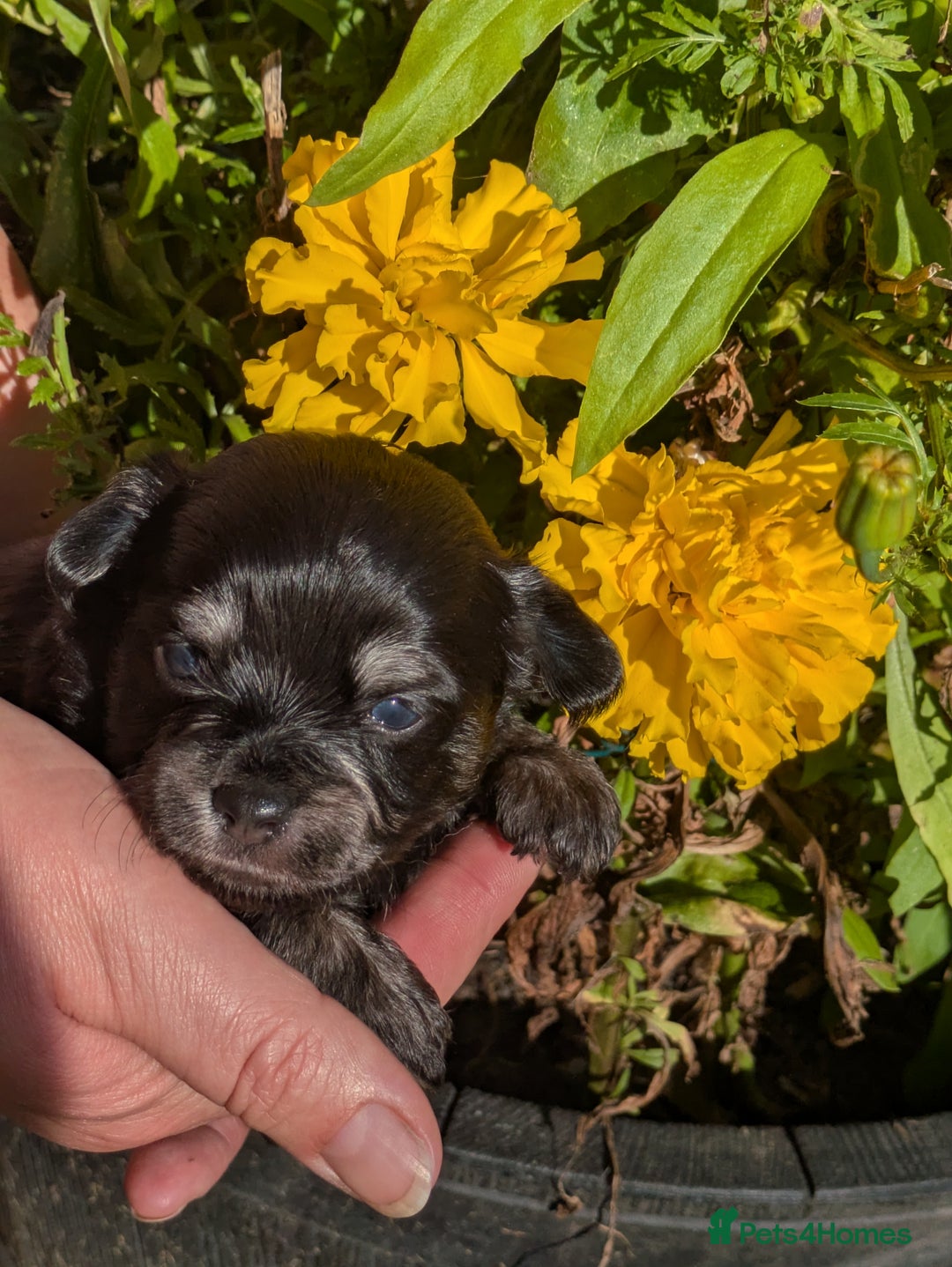 Chipoo dogs for sale: Health tested, non shed chipoos - Image 20