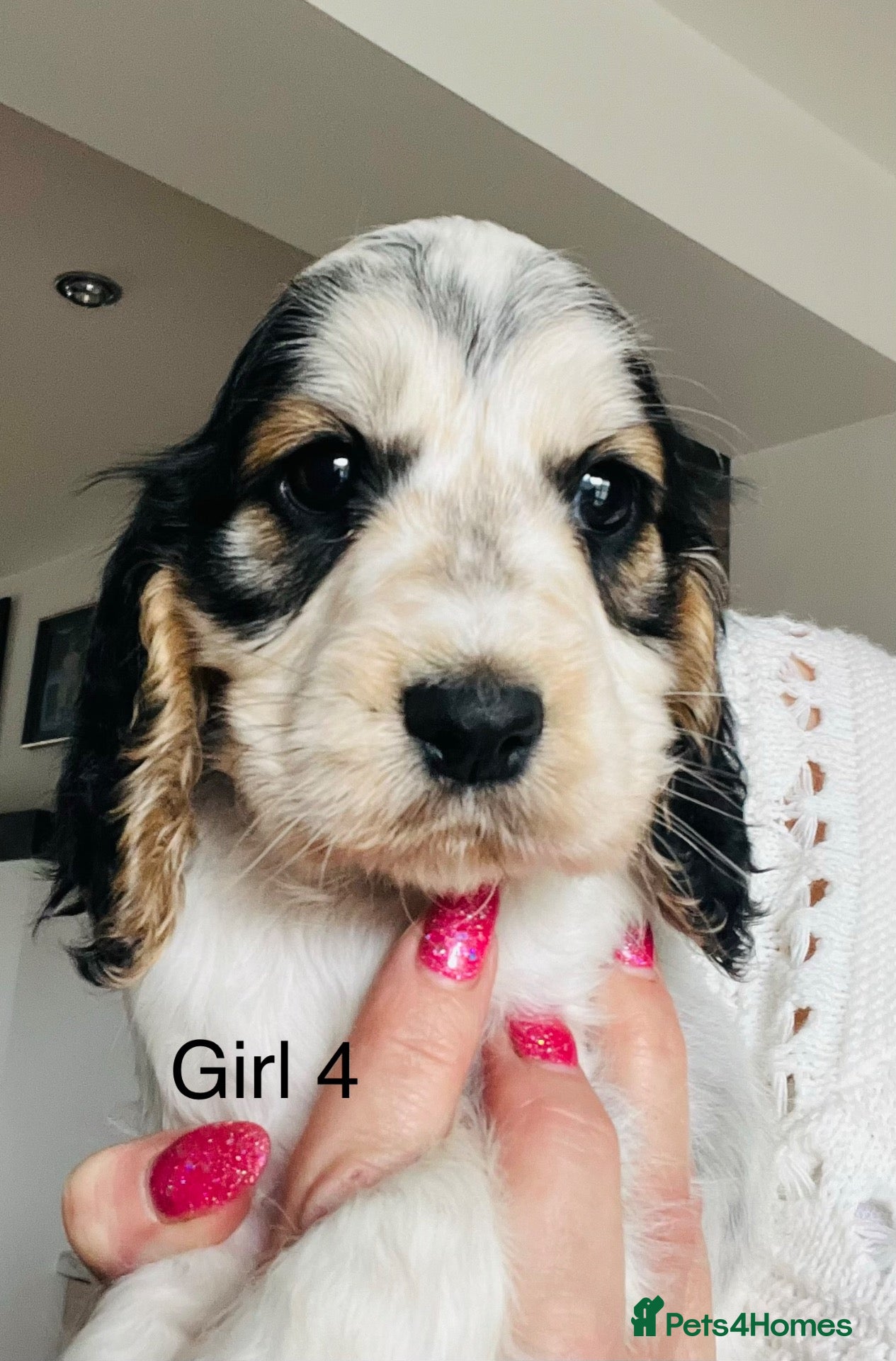 Cocker Spaniel dogs Show cocker spaniels 3 boys 1 girl  - Advert 1