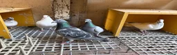 Pigeons birds for sale: Quality 2025 Racing Pigeon Pairs Available - Advert 8