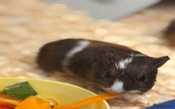 Guinea Pig rodents for sale: Two bonded male guinea pigs  - Image 4