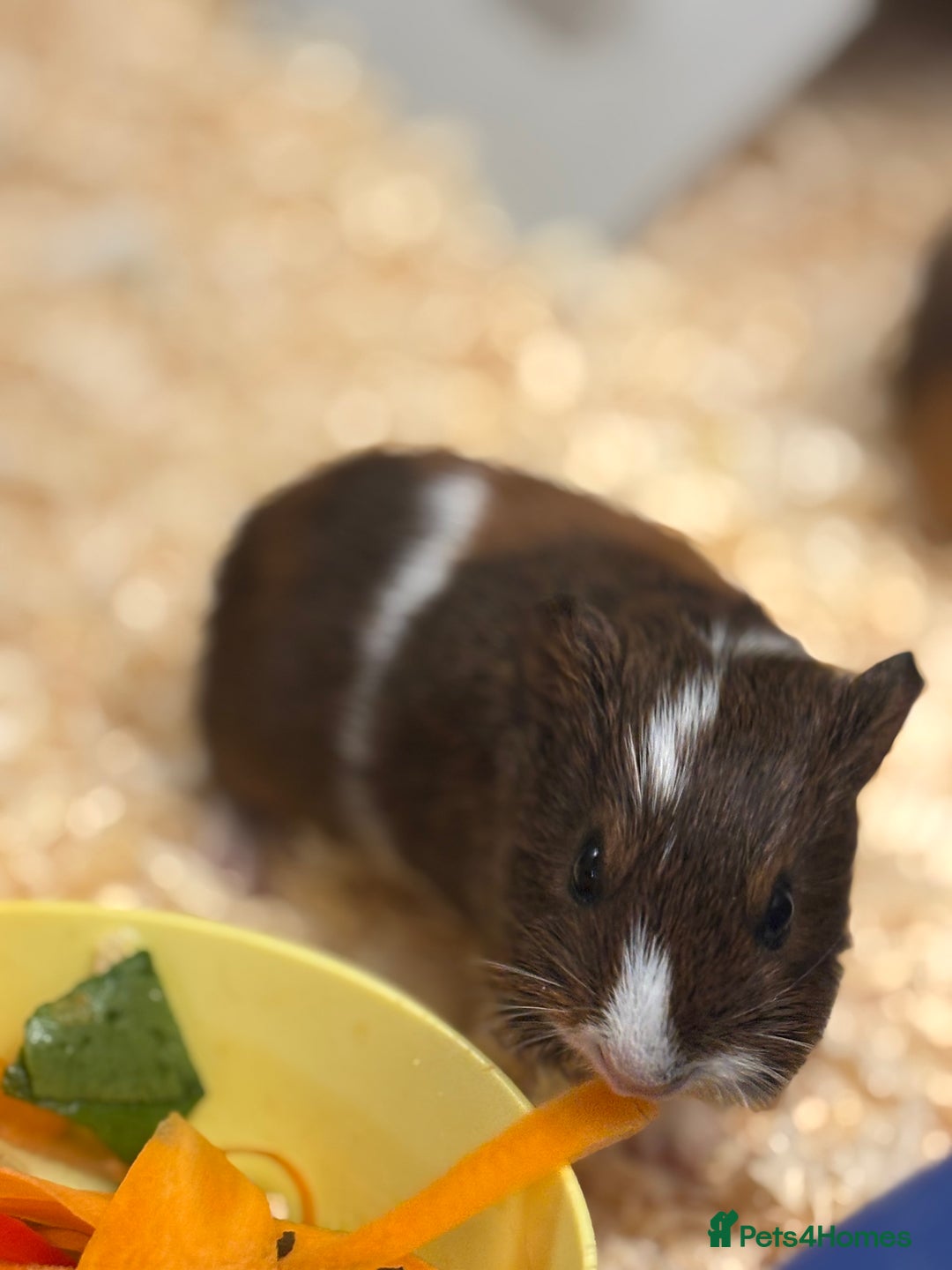 Guinea Pig rodents for sale: Two bonded male guinea pigs  - Image 4