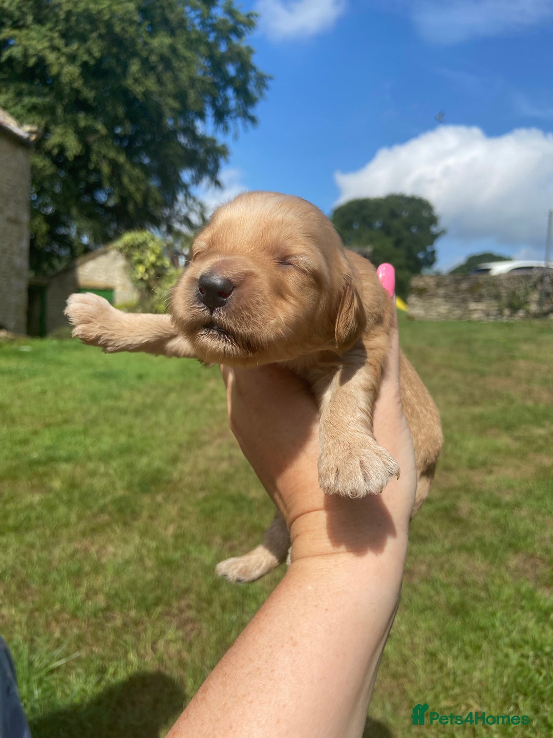 Aussiedoodle dogs for sale: Gorgeous Aussie Doodle Pups - Image 28