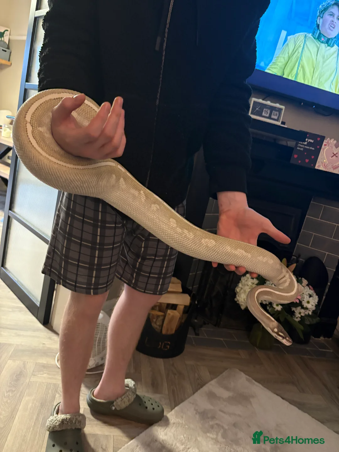 Python Snake reptiles for sale: Purple passion royal python  - Advert 4