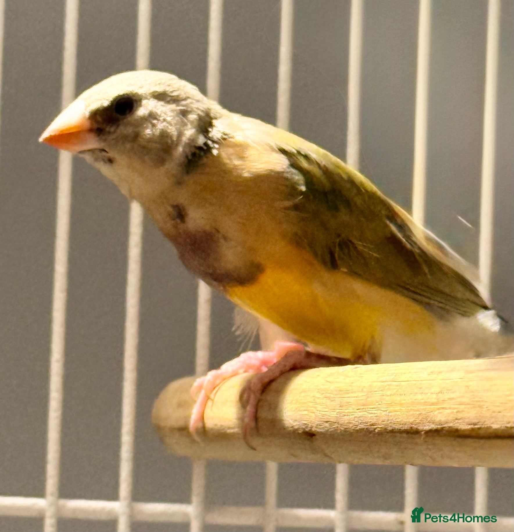 Finches birds Young Gouildan  Finch male - orange head  - Advert 2