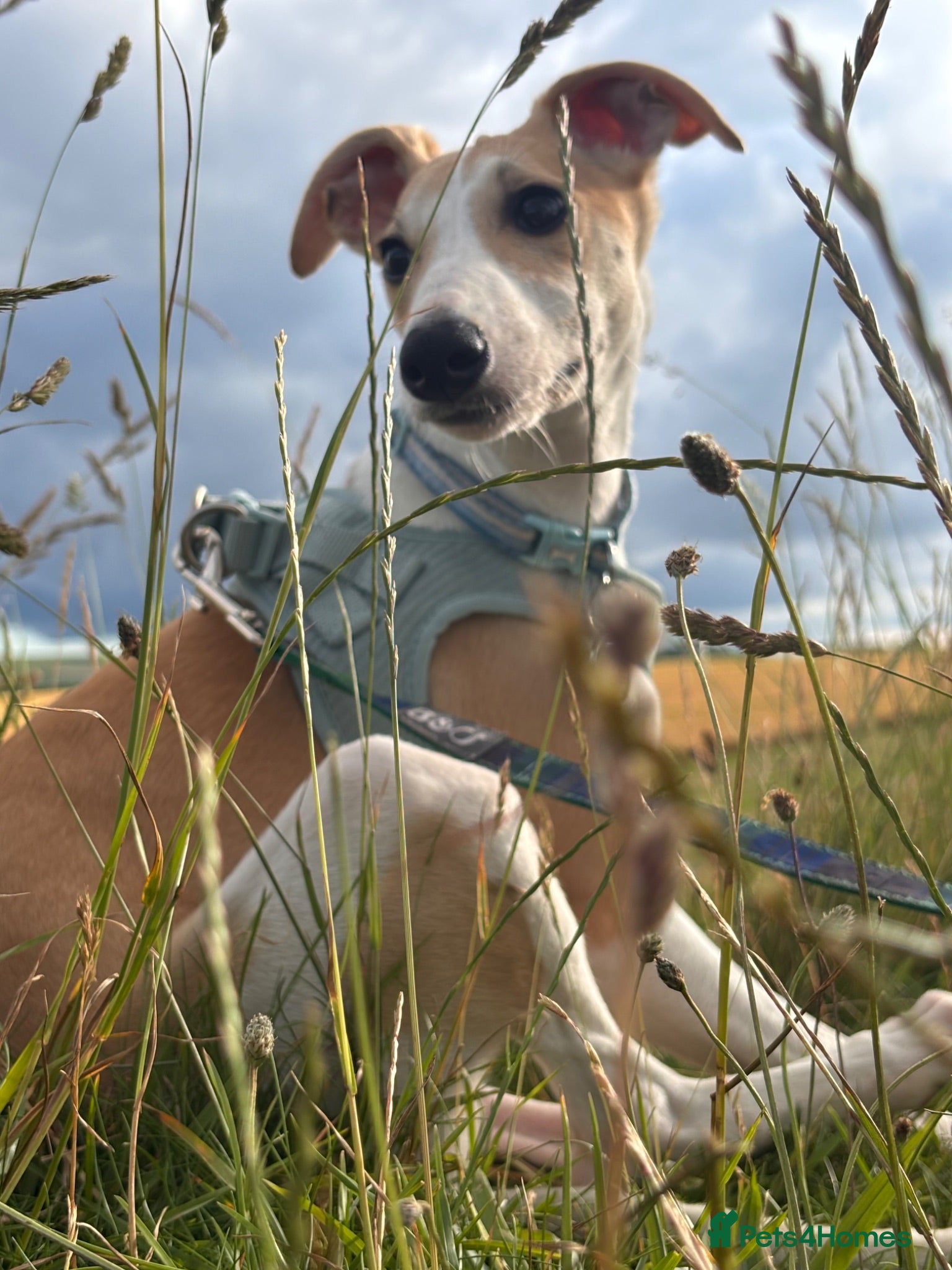 Whippet dogs Beautiful whippet puppy! Kc registered! Vaccinated - Advert 11