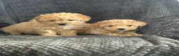 Mixed Breed dogs for sale: Cotonoodle pups ready now  - Advert 3
