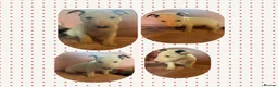 English Bull Terrier dogs for sale: Beautiful puppies in Edinburgh - Advert 14