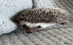 Pygmy Hedgehog rodents for sale: Baby Pygmy hedgehog girl  - Image 2